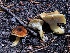  ( - HAY-F-006620)  @11 [ ] by-nc (2023) Dean Lyons Fungal Diversity Survey