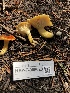  ( - HAY-F-006620)  @11 [ ] by-nc (2023) Dean Lyons Fungal Diversity Survey