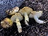  ( - HAY-F-006656)  @11 [ ] by-nc (2023) Dean Lyons Fungal Diversity Survey
