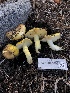  ( - HAY-F-006656)  @11 [ ] by-nc (2023) Dean Lyons Fungal Diversity Survey