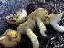  ( - HAY-F-006656)  @11 [ ] by-nc (2023) Dean Lyons Fungal Diversity Survey