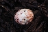  ( - HAY-F-004962)  @11 [ ] by-nc (2023) Warren Cardimona Fungal Diversity Survey