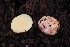  ( - HAY-F-004962)  @11 [ ] by-nc (2023) Warren Cardimona Fungal Diversity Survey