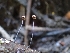  ( - HAY-F-003646)  @11 [ ] by-nc (2023) Sadie Hickey Fungal Diversity Survey