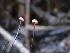  ( - HAY-F-003646)  @11 [ ] by-nc (2023) Sadie Hickey Fungal Diversity Survey