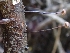  ( - HAY-F-003646)  @11 [ ] by-nc (2023) Sadie Hickey Fungal Diversity Survey