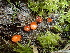  ( - HAY-F-006653)  @11 [ ] by-nc (2023) Dean Lyons Fungal Diversity Survey