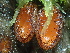  ( - HAY-F-006653)  @11 [ ] by-nc (2023) Dean Lyons Fungal Diversity Survey