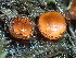  ( - HAY-F-006653)  @11 [ ] by-nc (2023) Dean Lyons Fungal Diversity Survey