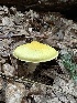  ( - HAY-F-005743)  @11 [ ] c (2023) Rudy Diaz Fungal Diversity Survey
