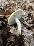  ( - HAY-F-005743)  @11 [ ] c (2023) Rudy Diaz Fungal Diversity Survey