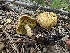  ( - HAY-F-005761)  @11 [ ] c (2023) Rudy Diaz Fungal Diversity Survey