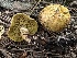  ( - HAY-F-005761)  @11 [ ] c (2023) Rudy Diaz Fungal Diversity Survey