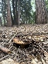  ( - HAY-F-005740)  @11 [ ] c (2023) Rudy Diaz Fungal Diversity Survey