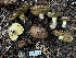  ( - HAY-F-005740)  @11 [ ] c (2023) Rudy Diaz Fungal Diversity Survey