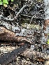  ( - HAY-F-005745)  @11 [ ] c (2023) Rudy Diaz Fungal Diversity Survey