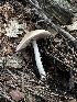  ( - HAY-F-005746)  @11 [ ] c (2023) Rudy Diaz Fungal Diversity Survey