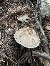  ( - HAY-F-005746)  @11 [ ] c (2023) Rudy Diaz Fungal Diversity Survey