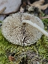  ( - HAY-F-006367)  @11 [ ] by (2023) Mandy Hackney Fungal Diversity Survey