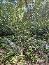  ( - HAY-F-006367)  @11 [ ] by (2023) Mandy Hackney Fungal Diversity Survey