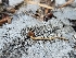  (Flammulaster erinaceellus - HAY-F-006369)  @11 [ ] by (2023) Mandy Hackney Fungal Diversity Survey