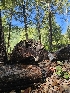  ( - HAY-F-006369)  @11 [ ] by (2023) Mandy Hackney Fungal Diversity Survey