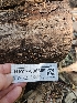  ( - HAY-F-006369)  @11 [ ] by (2023) Mandy Hackney Fungal Diversity Survey