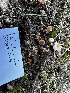  (Tubaria sp. furfuracea-CA01 - HAY-F-005472)  @11 [ ] by-nc (2023) Aaron Tupac Fungal Diversity Survey