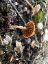  ( - HAY-F-005472)  @11 [ ] by-nc (2023) Aaron Tupac Fungal Diversity Survey