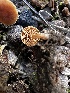  ( - HAY-F-005472)  @11 [ ] by-nc (2023) Aaron Tupac Fungal Diversity Survey