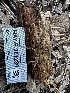  ( - HAY-F-001230)  @11 [ ] by-nc (2023) Aaron Tupac Fungal Diversity Survey