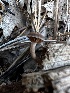  ( - HAY-F-001230)  @11 [ ] by-nc (2023) Aaron Tupac Fungal Diversity Survey