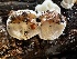  ( - HAY-F-005469)  @11 [ ] by-nc (2023) Aaron Tupac Fungal Diversity Survey
