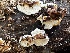  ( - HAY-F-005469)  @11 [ ] by-nc (2023) Aaron Tupac Fungal Diversity Survey