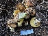  ( - HAY-F-005467)  @11 [ ] by-nc (2023) Aaron Tupac Fungal Diversity Survey