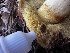  ( - HAY-F-005467)  @11 [ ] by-nc (2023) Aaron Tupac Fungal Diversity Survey