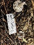  ( - HAY-F-001353)  @11 [ ] by-nc (2023) Aaron Tupac Fungal Diversity Survey