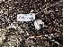  ( - HAY-F-001353)  @11 [ ] by-nc (2023) Aaron Tupac Fungal Diversity Survey