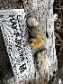  (Rhizopogon brunsii - HAY-F-001366)  @11 [ ] by-nc (2023) Aaron Tupac Fungal Diversity Survey
