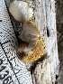  ( - HAY-F-001366)  @11 [ ] by-nc (2023) Aaron Tupac Fungal Diversity Survey