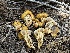  (Pholiota sp. aurivella-limonella - HAY-F-005621)  @11 [ ] c (2023) Rudy Diaz Fungal Diversity Survey