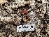  ( - HAY-F-006587)  @11 [ ] by-nc (2023) Aaron Tupac Fungal Diversity Survey