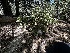  ( - HAY-F-006587)  @11 [ ] by-nc (2023) Aaron Tupac Fungal Diversity Survey