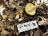  ( - HAY-F-006585)  @11 [ ] by-nc (2023) Aaron Tupac Fungal Diversity Survey