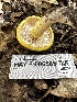  ( - HAY-F-006585)  @11 [ ] by-nc (2023) Aaron Tupac Fungal Diversity Survey