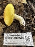  ( - HAY-F-006585)  @11 [ ] by-nc (2023) Aaron Tupac Fungal Diversity Survey