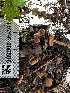  ( - HAY-F-006586)  @11 [ ] by-nc (2023) Aaron Tupac Fungal Diversity Survey