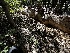  ( - HAY-F-006586)  @11 [ ] by-nc (2023) Aaron Tupac Fungal Diversity Survey