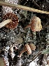  ( - HAY-F-006586)  @11 [ ] by-nc (2023) Aaron Tupac Fungal Diversity Survey