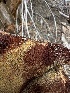  ( - HAY-F-005620)  @11 [ ] c (2023) Rudy Diaz Fungal Diversity Survey